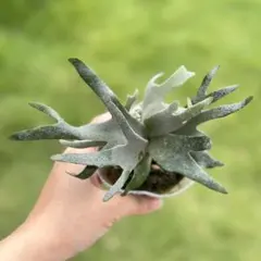 専用！メルカリ便！P.willinckii ’Nano’ spore 2203 専用！メルカリ便！P.willinckii 'Nano' spore 2203