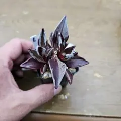 たゆたう様 リクエスト 7点 まとめ商品