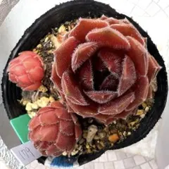 多肉植物　センペルビウム　ビングチェリー No.169【青】 多肉植物 センペルビウム ビングチェリー No.169【青】 - メルカリ