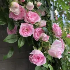 ＊koyu様確認用i群舞　つるバラ苗　ツルバラ苗 ポットのまま発送します！ koyu様確認用i群舞 つるバラ苗 ツルバラ苗 ポットのまま発送し