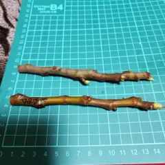 2026年最新】イチヂク穂木の人気アイテム - メルカリ