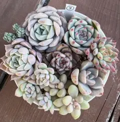 eucalyptus様 リクエスト 2点 まとめ商品