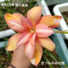 確認用☆八重咲きゼフィランサス YantiChandra 激レア☆八重咲きゼフィランサス YantiChandra開花サイズ - メルカリ