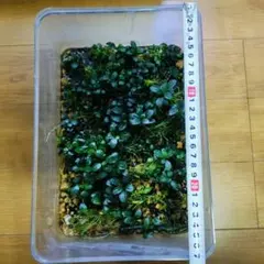 カワニナ 淡水貝 貝殻 標本 - メルカリ