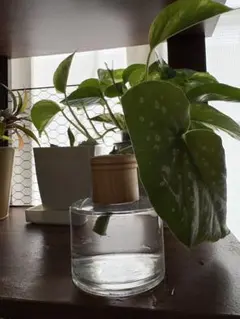 2025年最新】ベゴニアマクラータの人気アイテム - メルカリ