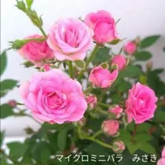 マイクロミニバラ みさき 追跡あり 黒ポットのまま - メルカリ