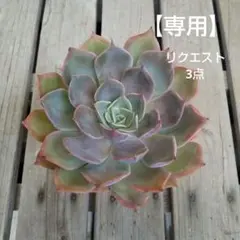 ポポロン♪様 リクエスト 3点 まとめ商品