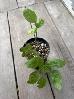珍品ウコギ科 トレベシア・パルマータ Trevesia palmata - メルカリ