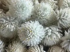 千日紅ドライフラワー　ホワイト