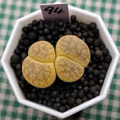 多肉植物リトープス/コノフィツム　C069宝貴玉　土なし　S94 大玉