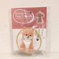 柴犬 まめ わんこのタイムカプセル 愛犬 カプセルトイ ガチャ けだま