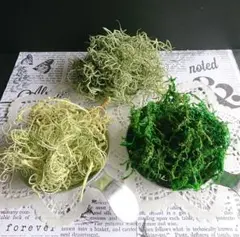 モス３種類 約７ｇずつ（カーリーモス、山ゴケ、スパニッシュモス）