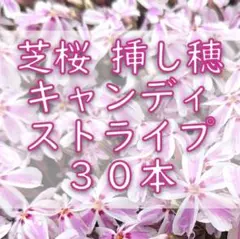 ♬様 リクエスト 2点 まとめ商品　ストライプ30本・パープル100本
