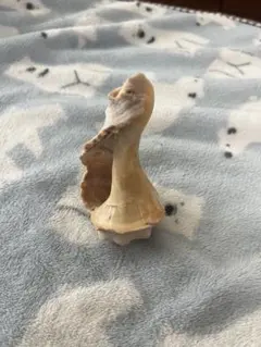 大きい貝殻