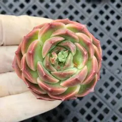 96#観葉植物 アエオニウム錦❤️ 海仙❤️1大頭 15cm拨き苗 - メルカリ