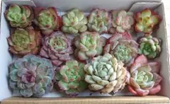 yasomayu様 リクエスト 2点 まとめ商品