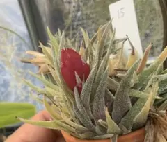 2025年最新】チランジア・スプレンゲリアナの人気アイテム