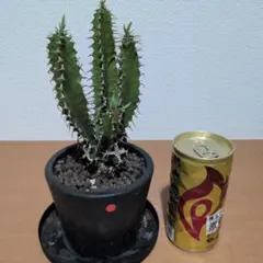 u*a様 ユーフォルビア ムランジーナ 現地球 手乗りサイズ 新鮮株 ベアルート fit=scale-down,w=1200