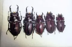 2025年最新】クワガタ標本セットの人気アイテム - メルカリ