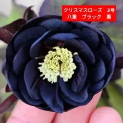 かのん⭐︎ポット発送メルカリ便❤️スペシャル価格❤️840クリスマスローズ かのん⭐︎様専用ポット発送メルカリ便❤️スペシャル価格