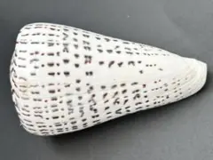 特大　貝殻標本　アンボンクロザメ　12.3cm