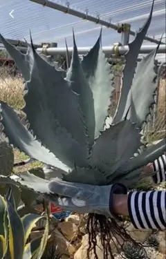 2025年最新】地植え アガベの人気アイテム - メルカリ