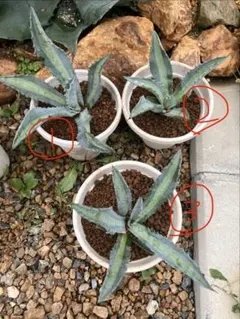 2026年最新】特徴：カット苗 観葉植物 アガベの人気アイテム - メルカリ