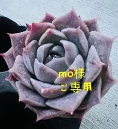 mo様 ご専用　リクエスト 2点 まとめ商品