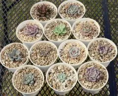 おらいさん苗　原種　緑札　ラウイ　白玉美尼　2個セット　札付き　専用 2025年最新】おらいさん 白玉美尼の人気アイテム - メルカリ