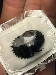 ガテマラ産 ガテマラニジダイコクコガネ ペア 25-20mm - メルカリ