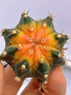 【稀少】緋牡丹錦×LB2178錦 向山レッドダイヤモンド 極上斑 特選 サボテン 緋牡丹錦×LB2178ハイブリッドに花が咲いたぞッ！！ | もすレコ。