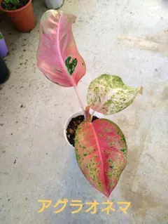 ☆koushi☆様 リクエスト 2点 まとめ商品