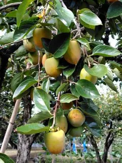 まゆりねこさん専用　甲州百目柿　20キロ まゆりねこさん専用 甲州百目柿 20キロ