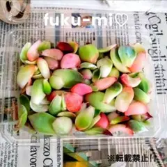 2025年最新】葉挿しの人気アイテム - メルカリ