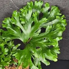 Pauridia capensis 白花桃端&青緑孔雀花心　１球 Pauridia capensis 白花桃端&青緑孔雀花心 1球 - メルカリ