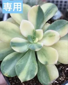 2025年最新】キュービックフロスティ錦の人気アイテム - メルカリ