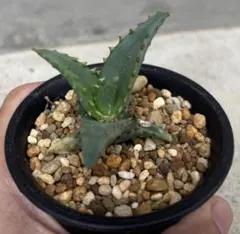 2025年最新】アロエ カスティロニアエの人気アイテム - メルカリ