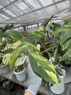 超絶希少 フィロデンドロン　ジェニファー斑入り 🦍 -TGK-r50404- 🦍 /Philodendron joepii variegated