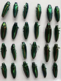 2025年最新】タマムシ標本の人気アイテム - メルカリ