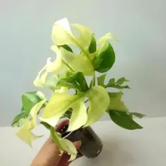 2025年最新】ラフィドフォラ テトラスペルマ斑入りの人気アイテム