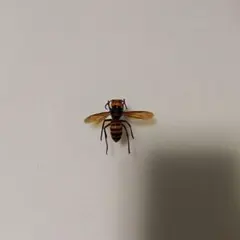 2025年最新】スズメバチ標本の人気アイテム - メルカリ