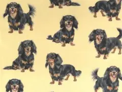 【ゆきちゃん限定】X2546-1 ダックス ブラックタン ベージュ 生地 1m