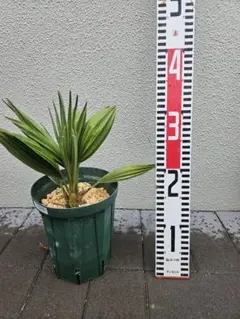 【現品】チャメロプス　フミリス　ボルケーノ　9号　E番 2025年最新】チャメロプス ボルケーノの人気アイテム - メルカリ