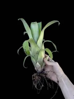 エクメア ディスジュンクタ - メルカリ