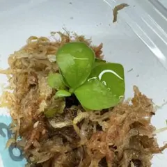 希少　P.coronarium Special Compact 幼苗のサムネイル