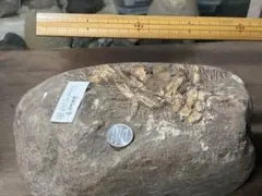キタカミカリス ウタツエンシス 嚢頭類 化石 南三陸 幻✨️ - メルカリ
