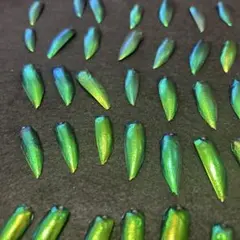 1時間限定価格‼️希少‼️タマムシ玉虫の羽200枚セット