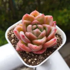 だんごむし様 リクエスト 2点 まとめ商品