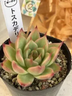 多肉植物❤️トスカデリー　エケベリア❤️アサヒガーデンさんお得情報プロフィールみてねのサムネイル