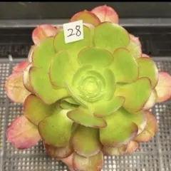 52#多肉植物アエオニウム錦❤️ 海仙❤️1大頭 11cm拨き苗 - メルカリ